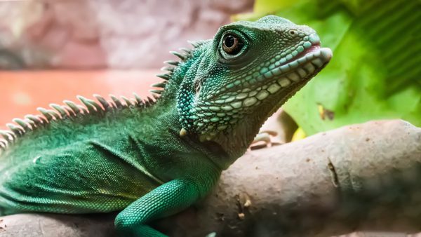 Reptiles – Australian Extremes