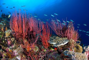 Submarine Canyon Australia