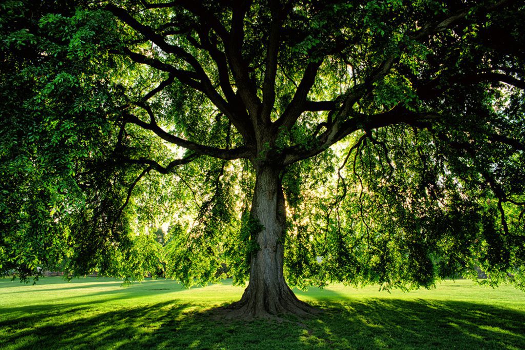 Tallest Tree Australia